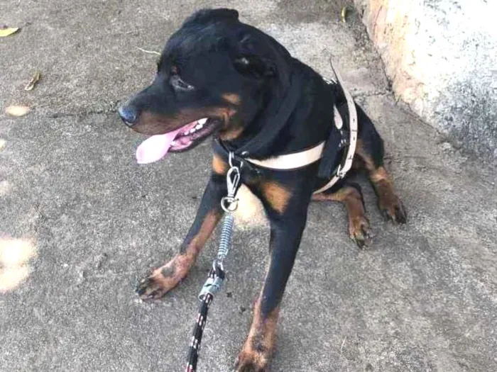 Cachorro ra a Rottweiler  idade 1 ano nome Zeus