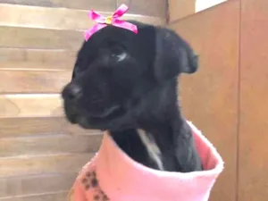 Cachorro raça Mestiça  idade 2 a 6 meses nome Tina 