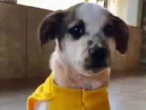 Cachorro raça Mestiço  idade 2 a 6 meses nome Charlie 