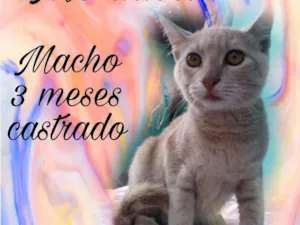 Gato raça Srd idade 2 a 6 meses nome FÉLIX 