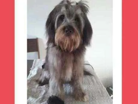 Cachorro ra a Lhasa apso com poodle idade 7 a 11 meses nome Chloe
