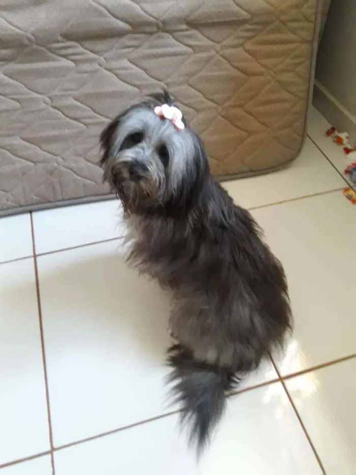 Cachorro ra a Lhasa apso com poodle idade 7 a 11 meses nome Chloe