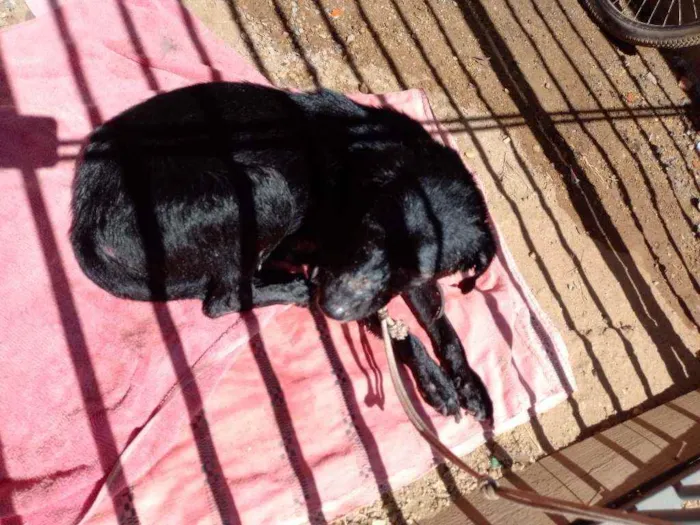 Cachorro ra a Srd idade 2 anos nome Laís 