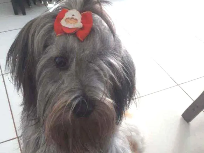 Cachorro ra a Lhasa apso com poodle idade 7 a 11 meses nome Chloe