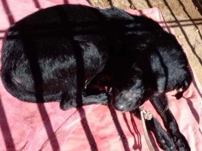 Cachorro ra a Srd idade 2 anos nome Laís 