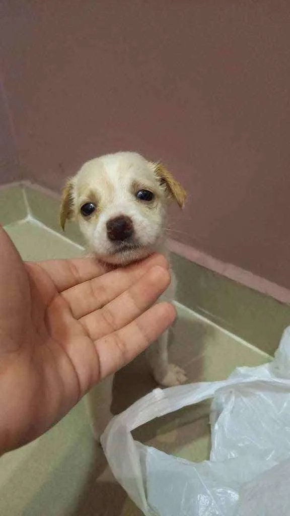 Cachorro ra a Mestiça idade 2 a 6 meses nome Nina