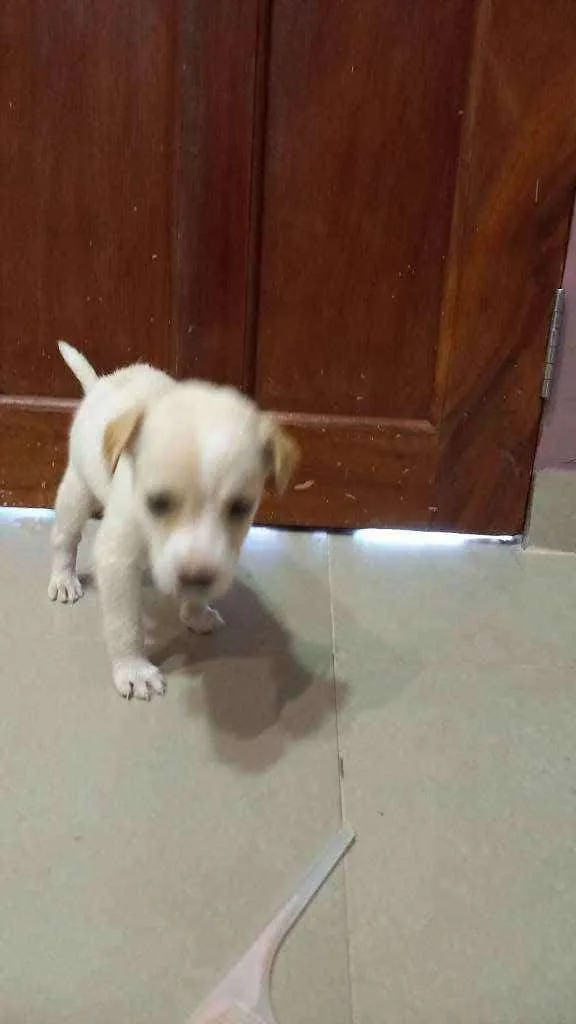 Cachorro ra a Mestiça idade 2 a 6 meses nome Nina