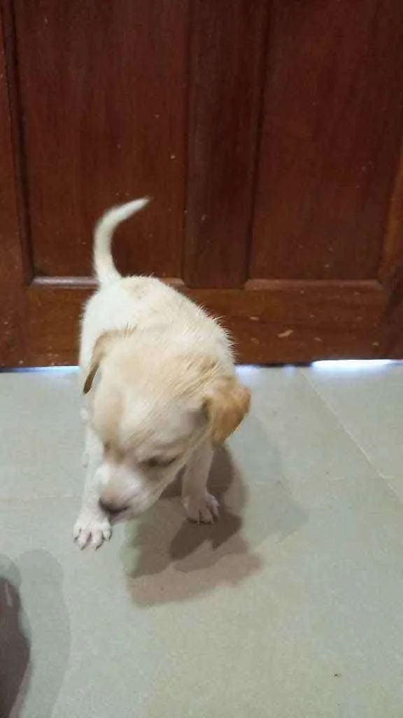 Cachorro ra a Mestiça idade 2 a 6 meses nome Nina