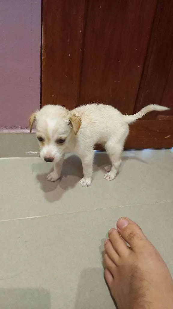 Cachorro ra a Mestiça idade 2 a 6 meses nome Nina