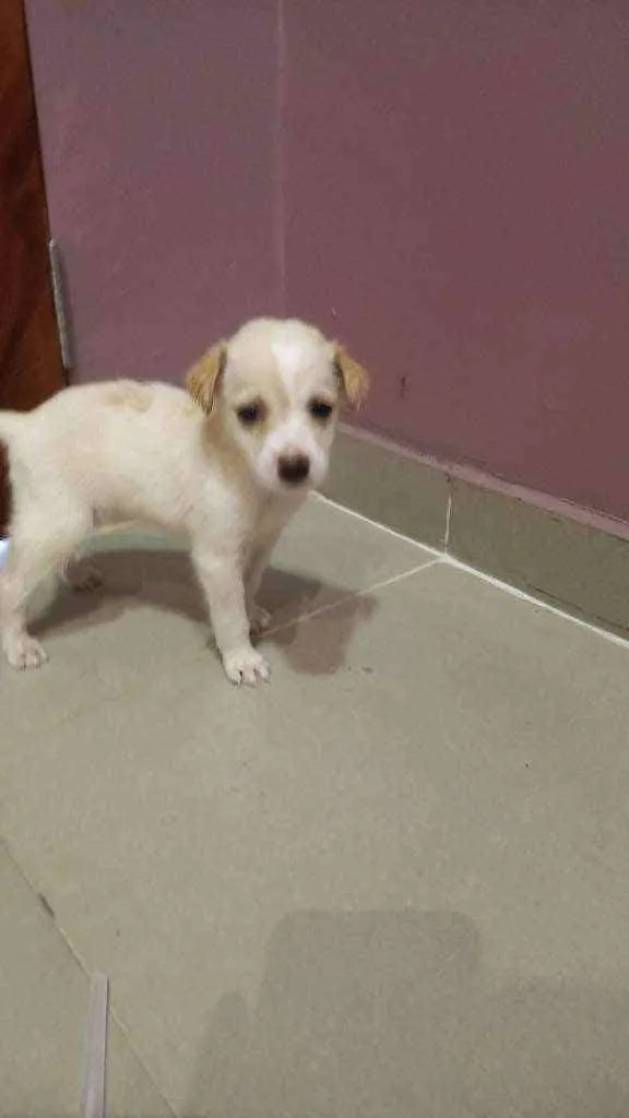 Cachorro ra a Mestiça idade 2 a 6 meses nome Nina