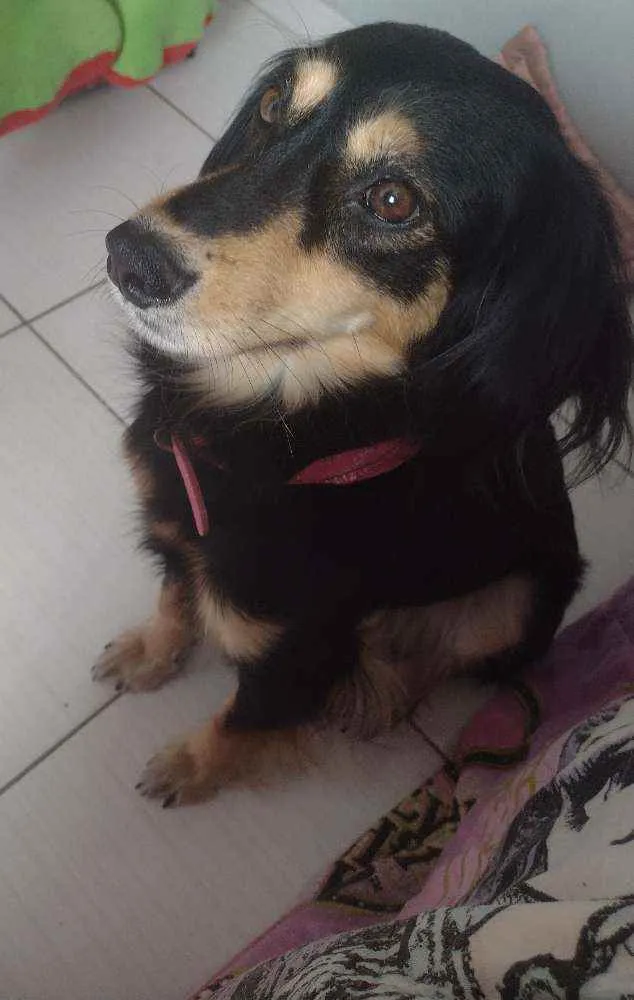 Cachorro ra a Sem raça  idade  nome Lilu