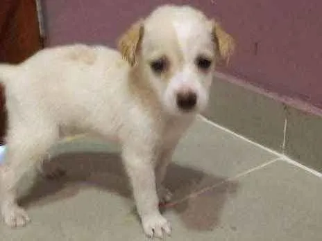 Cachorro ra a Mestiça idade 2 a 6 meses nome Nina