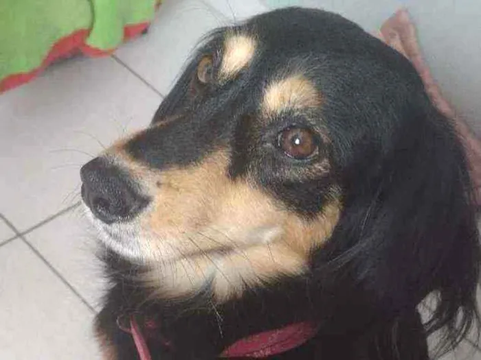 Cachorro ra a Sem raça  idade  nome Lilu