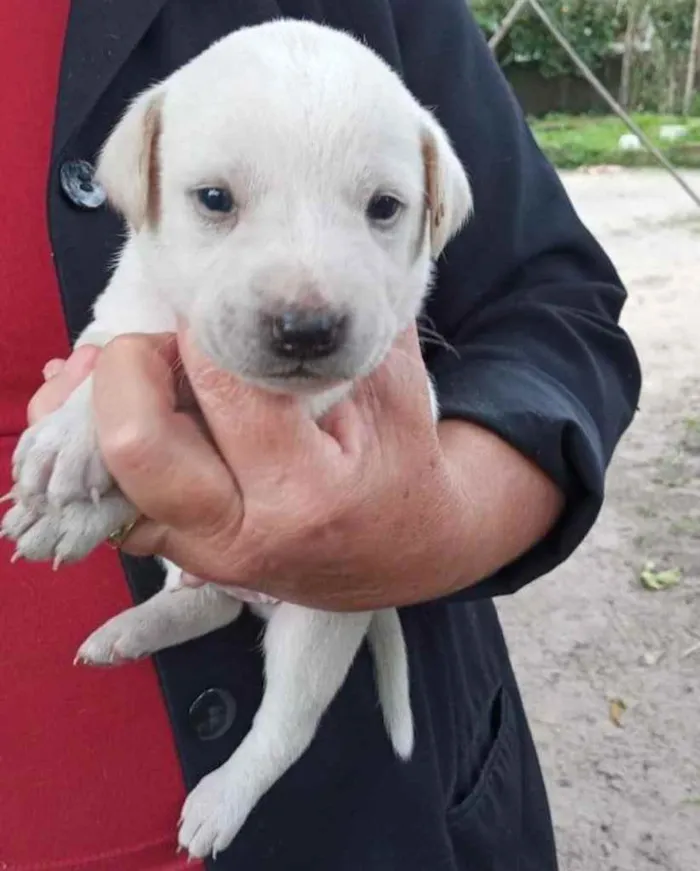 Cachorro ra a  idade 2 a 6 meses nome Não sei 