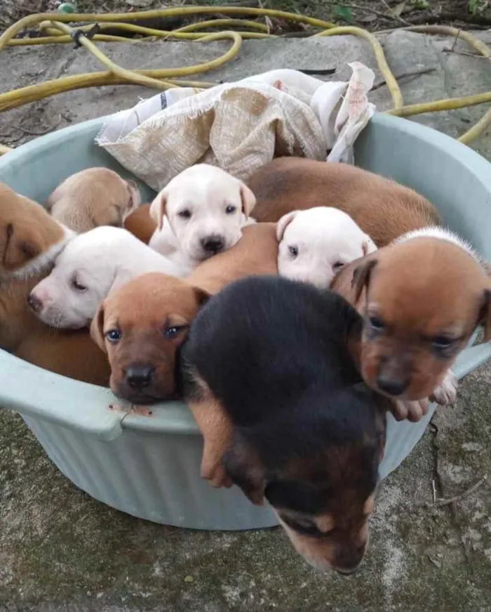 Cachorro ra a  idade 2 a 6 meses nome Não sei 