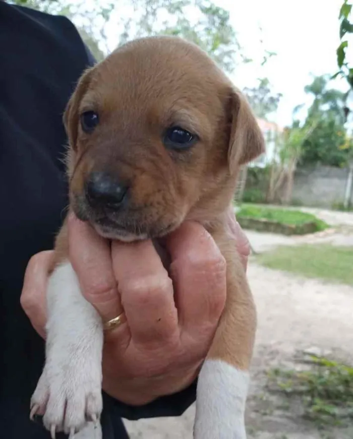 Cachorro ra a  idade 2 a 6 meses nome Não sei 