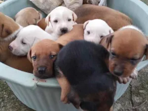 Cachorro raça  idade 2 a 6 meses nome Não sei 