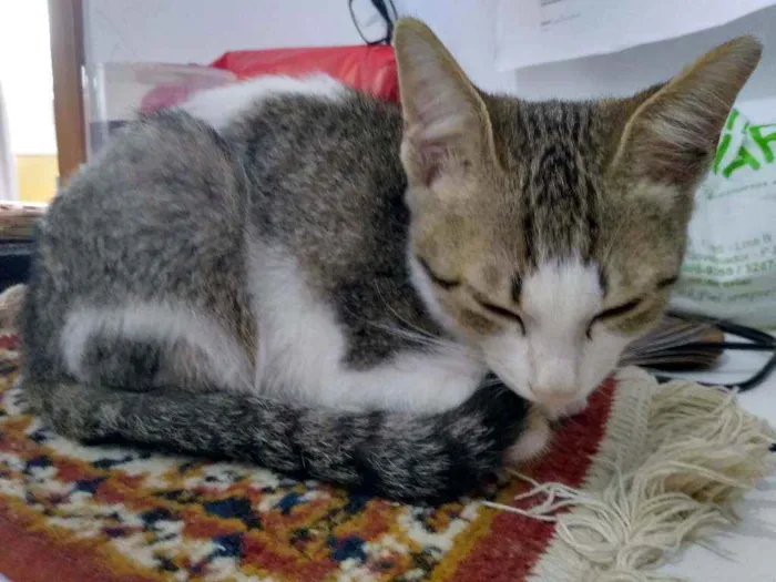 Gato ra a Sem raça definida idade 2 a 6 meses nome Felix