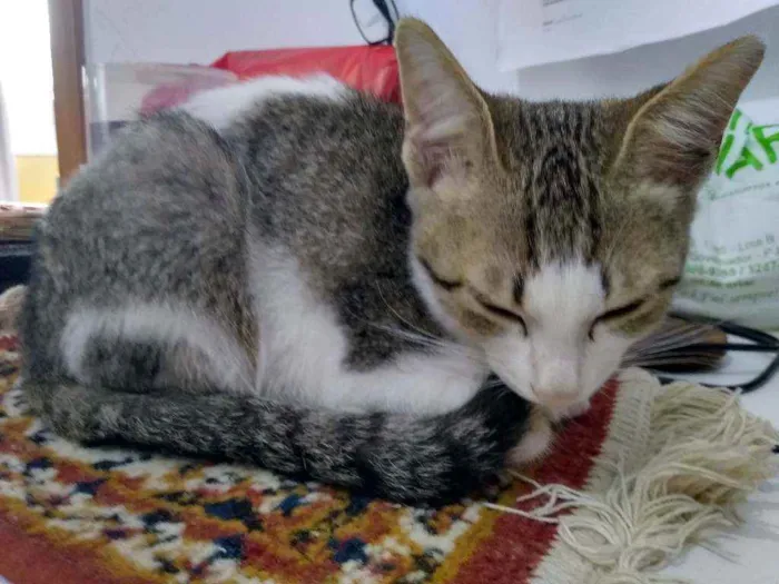 Gato ra a Sem raça definida idade 2 a 6 meses nome Felix