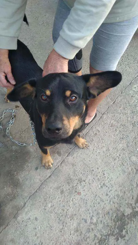 Cachorro ra a Indefinido idade 5 anos nome Sem nome 
