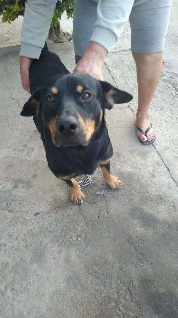 Cachorro ra a Indefinido idade 5 anos nome Sem nome 