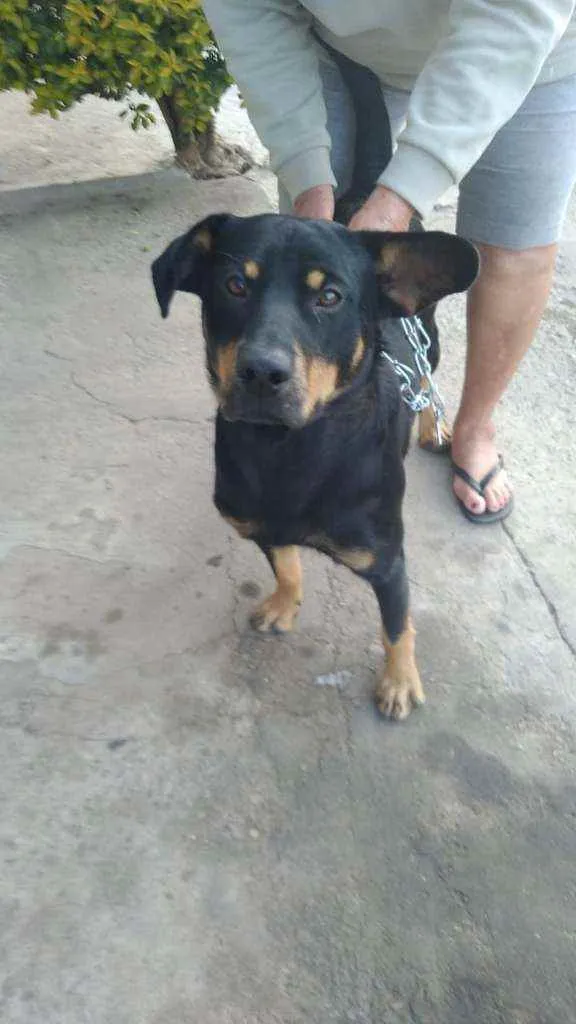 Cachorro ra a Indefinido idade 5 anos nome Sem nome 