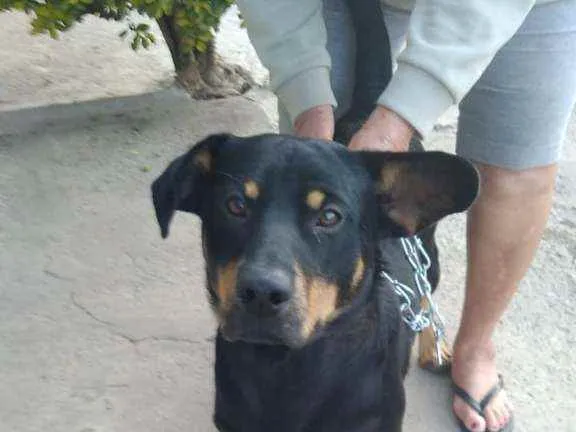 Cachorro ra a Indefinido idade 5 anos nome Sem nome 
