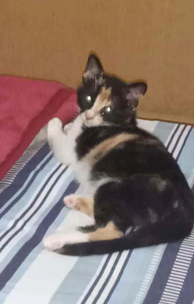Gato ra a SRD idade 2 a 6 meses nome Grace