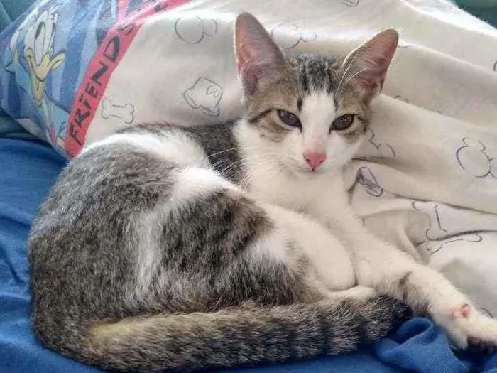 Gato ra a Sem raça definida idade 2 a 6 meses nome Felix