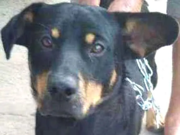 Cachorro ra a Indefinido idade 5 anos nome Sem nome 