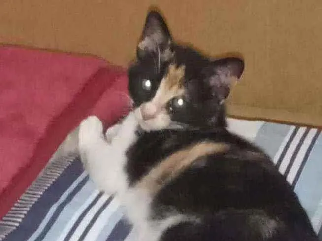 Gato ra a SRD idade 2 a 6 meses nome Grace