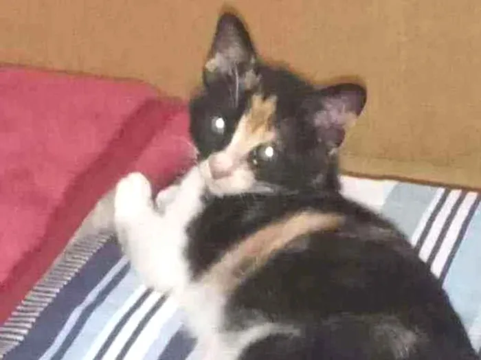 Gato ra a SRD idade 2 a 6 meses nome Grace