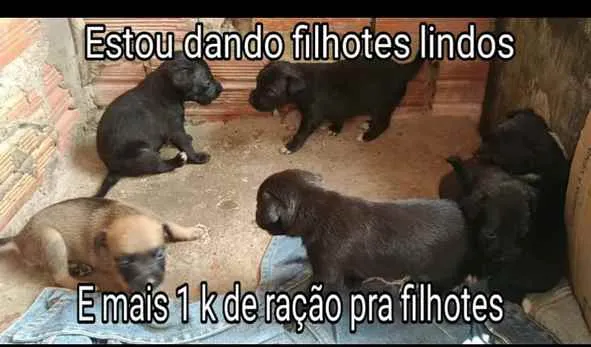 Cachorro raça Vira lata idade 2 a 6 meses nome Nao tem nome