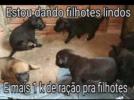 Cachorro raça Vira lata idade 2 a 6 meses nome Nao tem nome