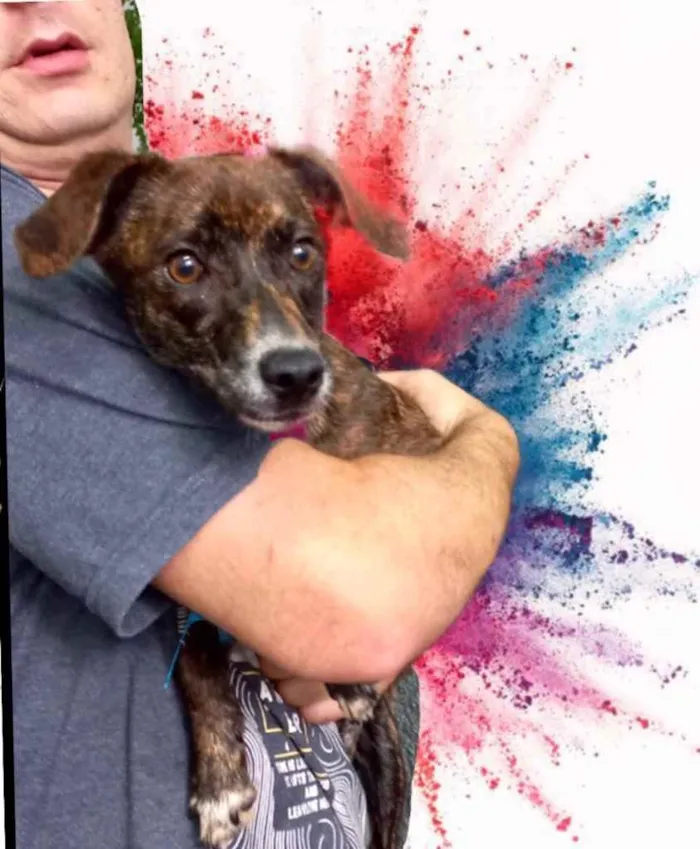 Cachorro raça Pinscher mix srd idade 7 a 11 meses nome Molly bb9meses 