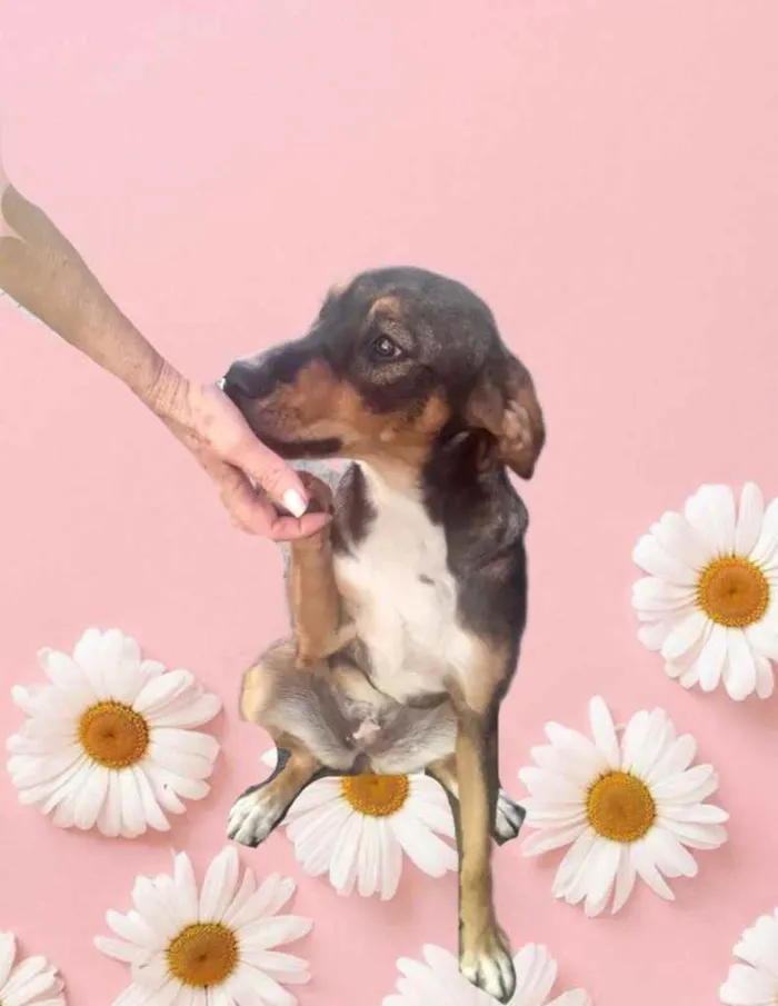 Cachorro raça Std idade 7 a 11 meses nome Carly bb um doce 