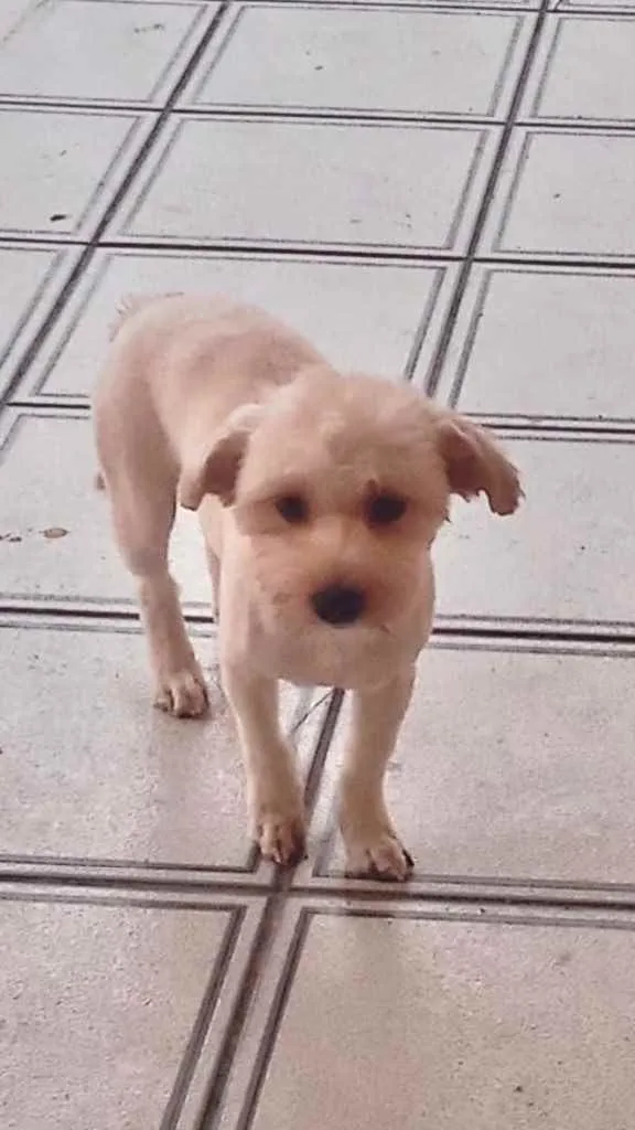 Cauã York mix Poodle