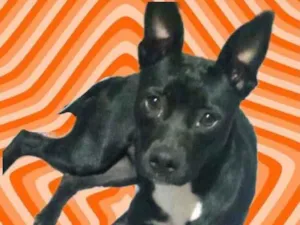 Cachorro raça Srd idade 7 a 11 meses nome Alina bb9meses 