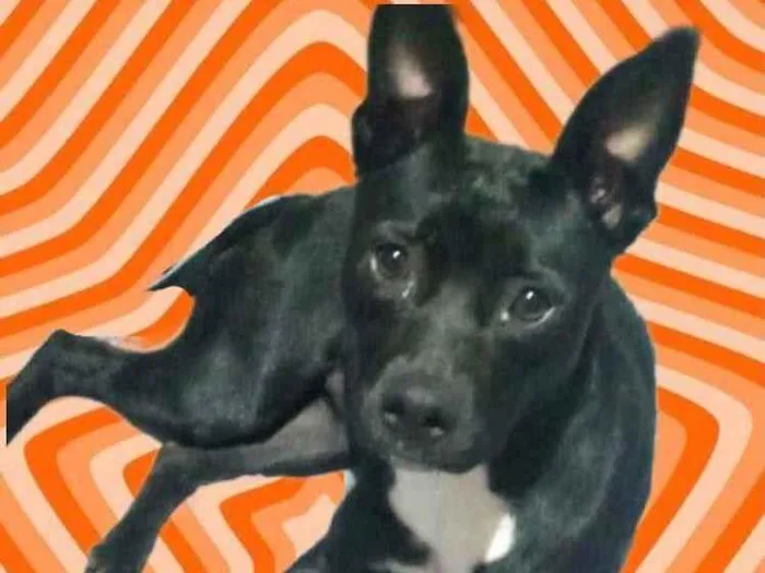 Cachorro raça Srd idade 7 a 11 meses nome Alina bb9meses 