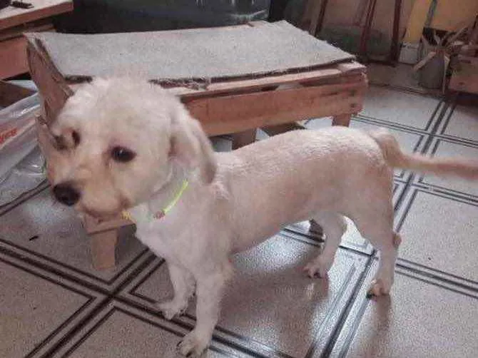 Cauã York mix Poodle