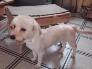 Cachorro raça Yorkshire com Poodle  idade 7 a 11 meses nome Cauã York mix Poodle