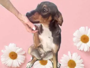 Cachorro raça Std idade 7 a 11 meses nome Carly bb um doce 