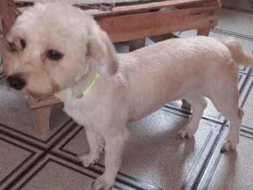 Cauã York mix Poodle