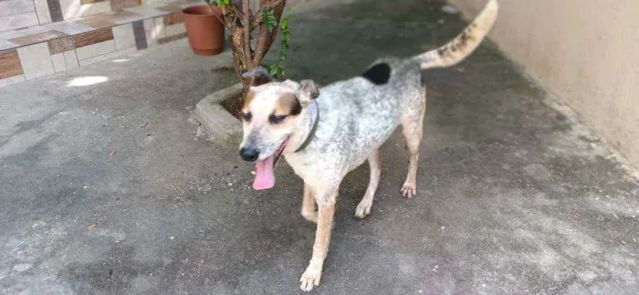 Cachorro ra a Sem raça idade 6 ou mais anos nome Tufão