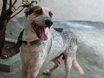 Cachorro ra a Sem raça idade 6 ou mais anos nome Tufão