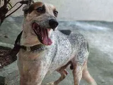 Cachorro ra a Sem raça idade 6 ou mais anos nome Tufão