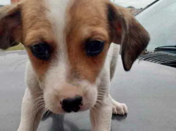 Cachorro raça Srd idade 2 a 6 meses nome Julie bb2meses 