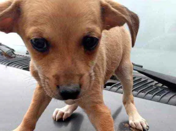 Cachorro raça Srd idade 2 a 6 meses nome Ying bb2meses 