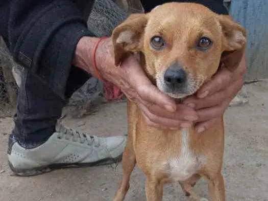 Cachorro raça Srd idade 1 ano nome Marie Louise porteP 