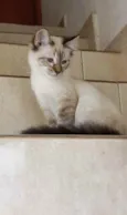 Gato raça Srd idade 2 a 6 meses nome Misha bb4meses lindo